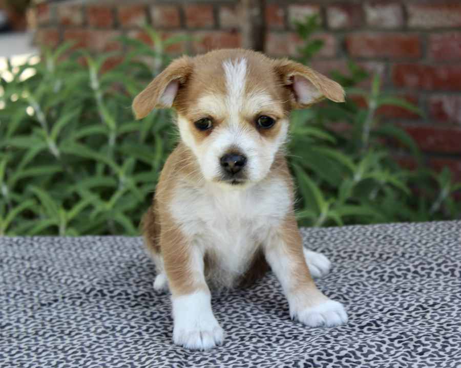 Junebug, Mixed breed