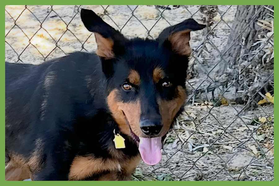 Arlo, Mixed breed