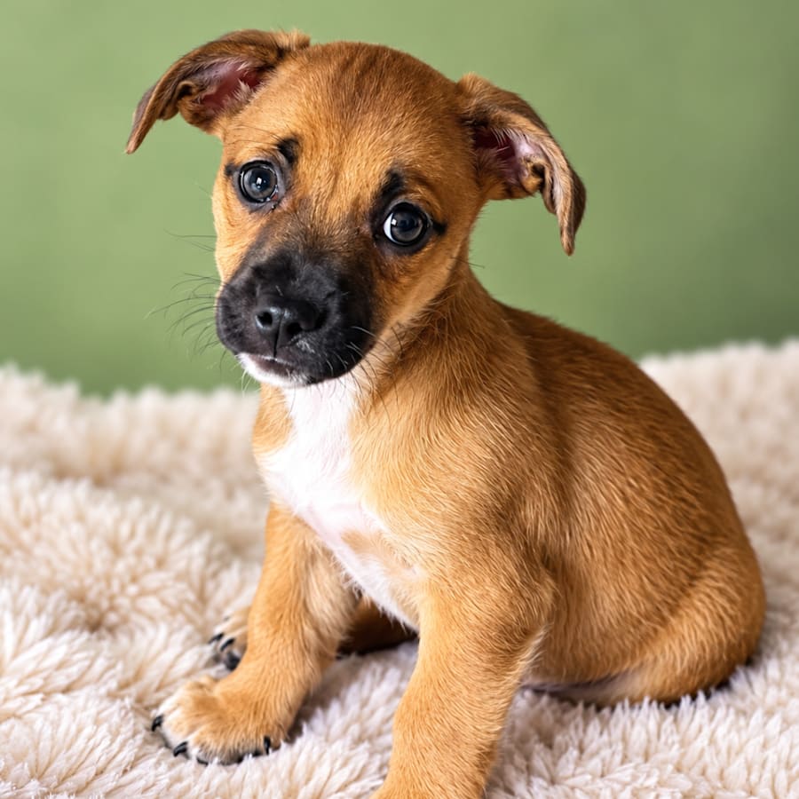 Troubadour, Mixed Breed (Small)