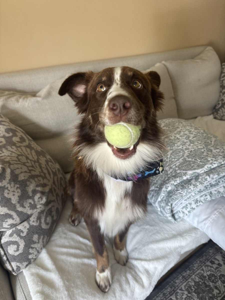 Elroy, Mixed breed