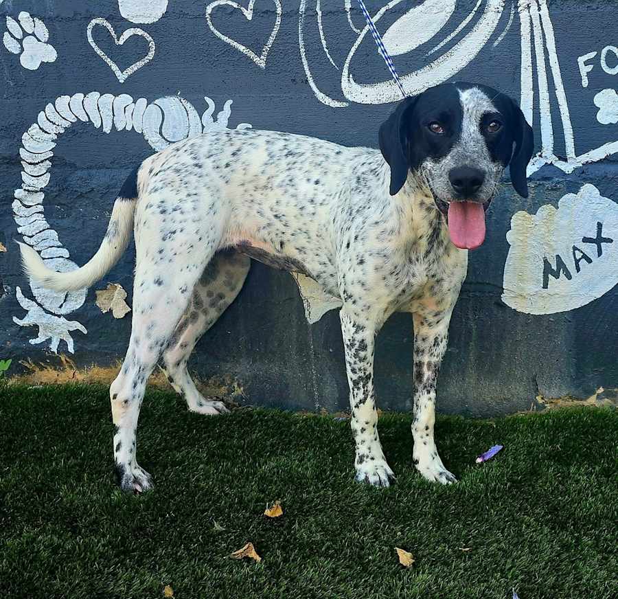 Spot, Mixed breed