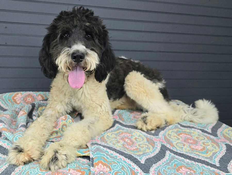 Bruce, Labradoodle/Great Pyrenees
