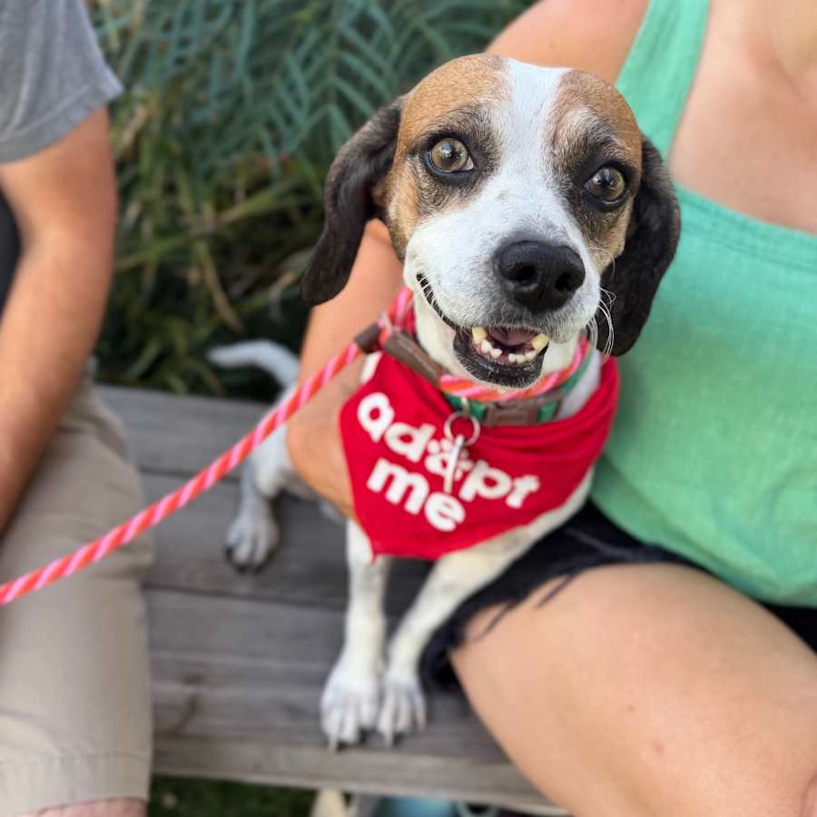 Duncan Hines, Beagle