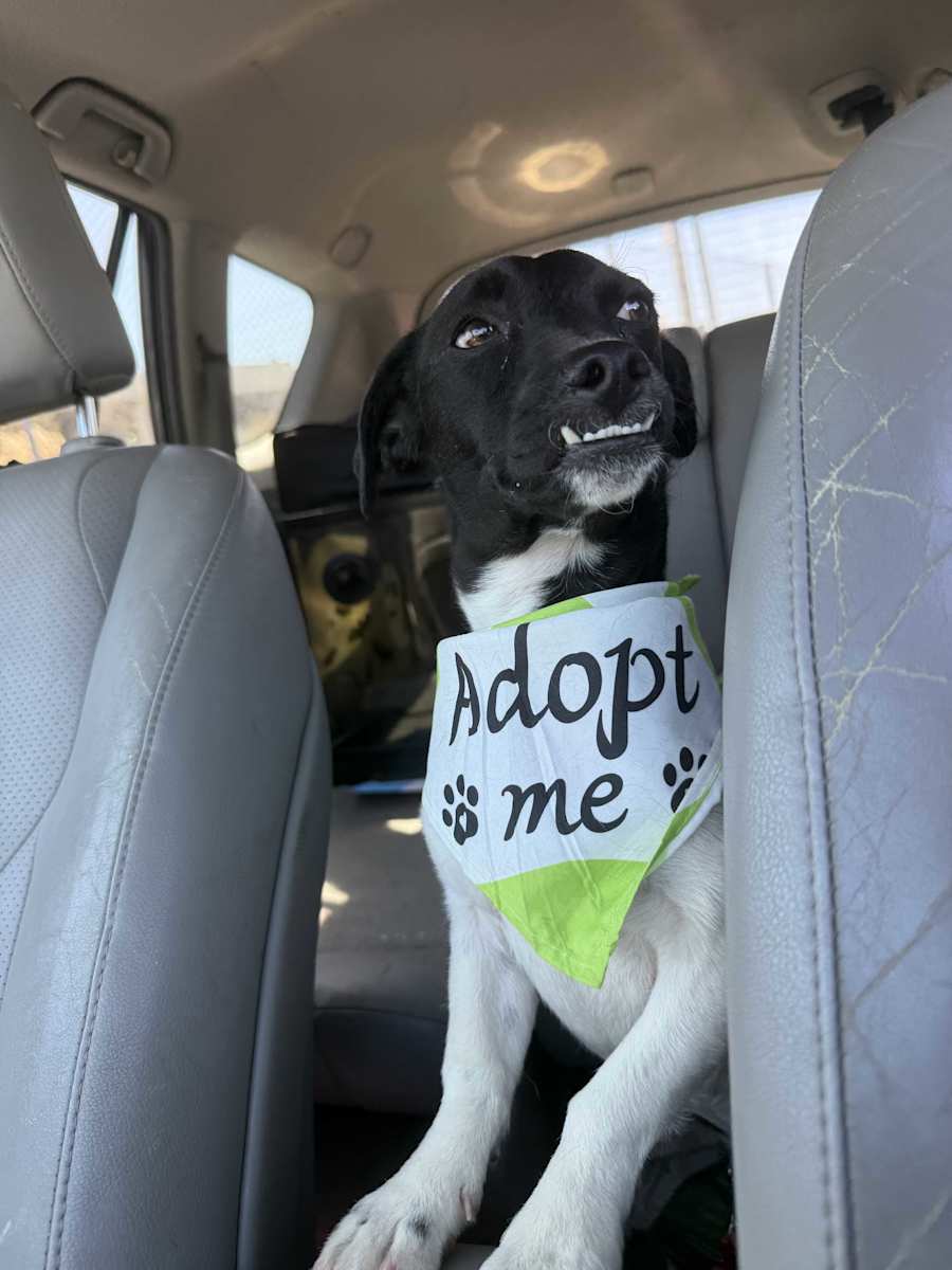 Grimmley, Mixed breed