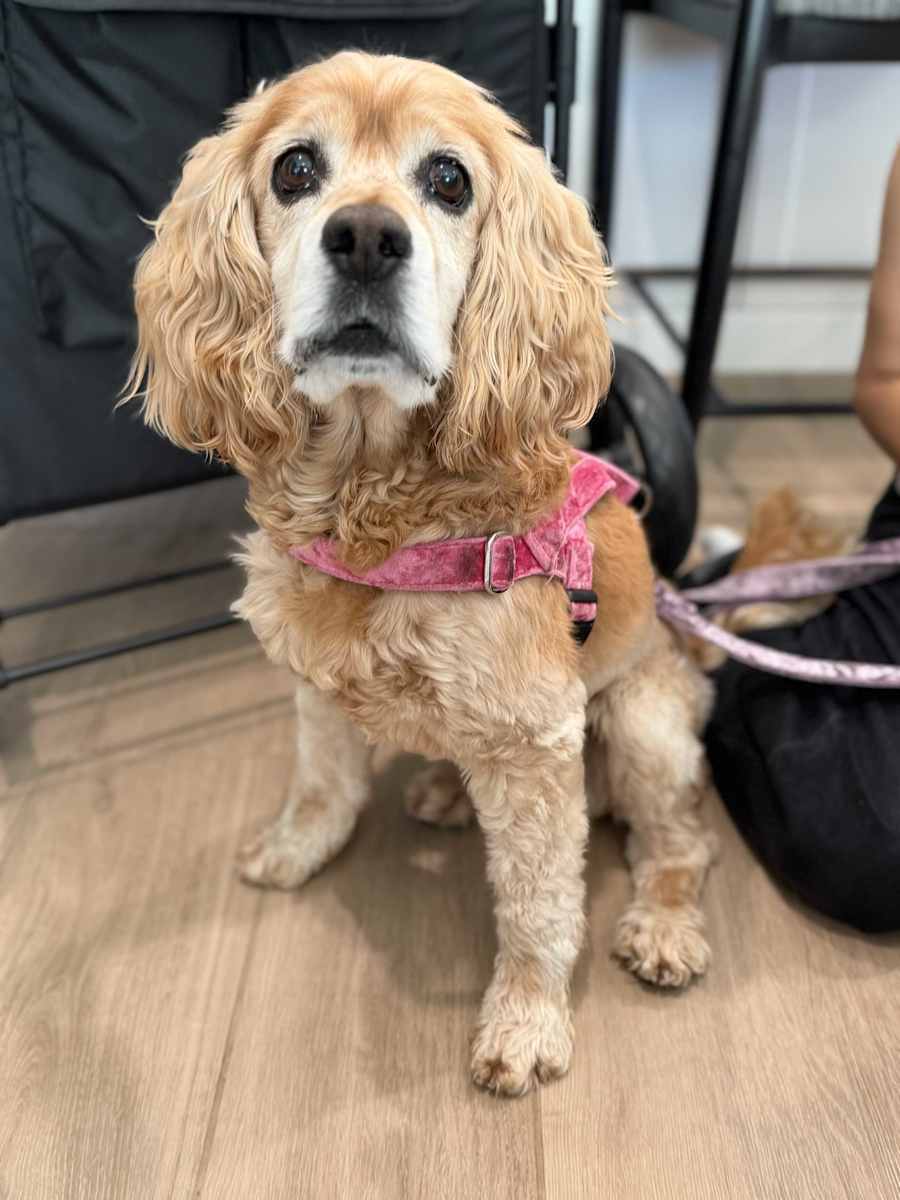 Rocky, Cocker Spaniel