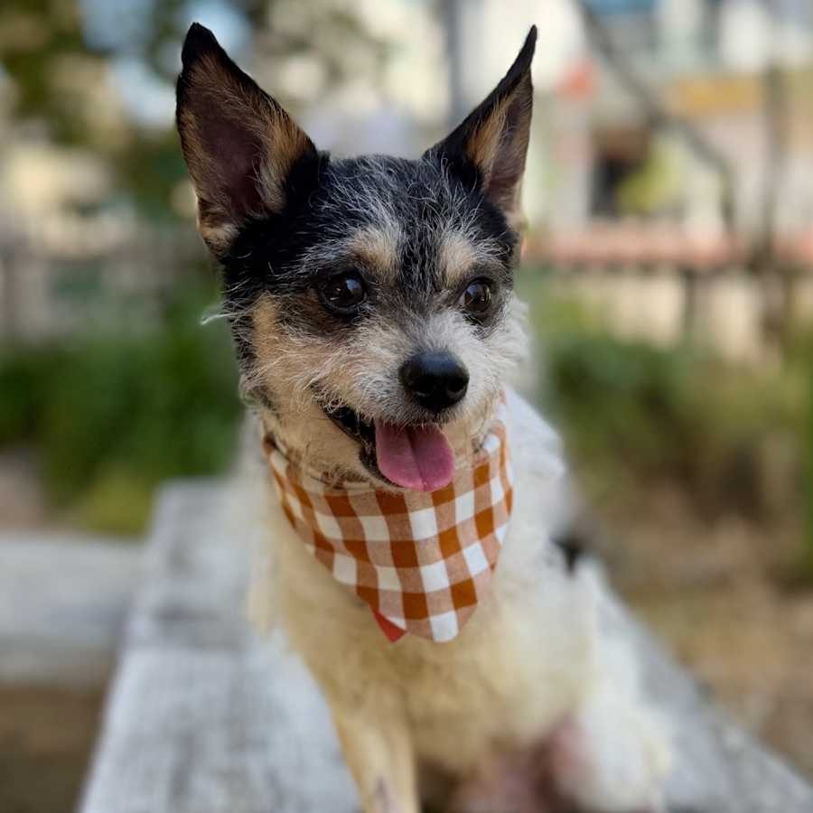 Ira, Norfolk Terrier/Yorkie, Yorkshire Terrier