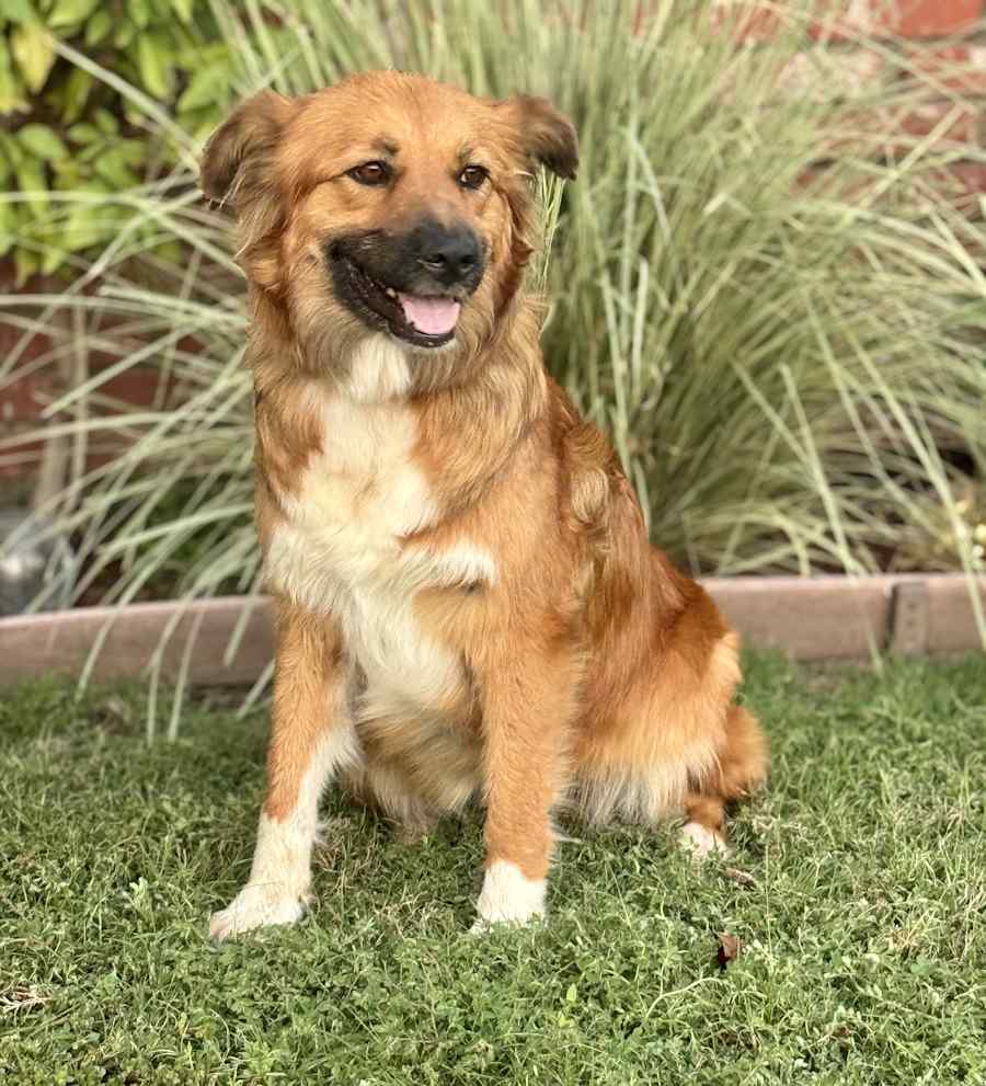 Bunny, Australian Shepherd