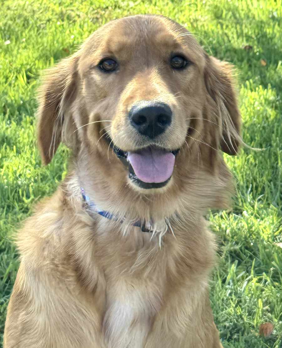 Caramel, Golden Retriever