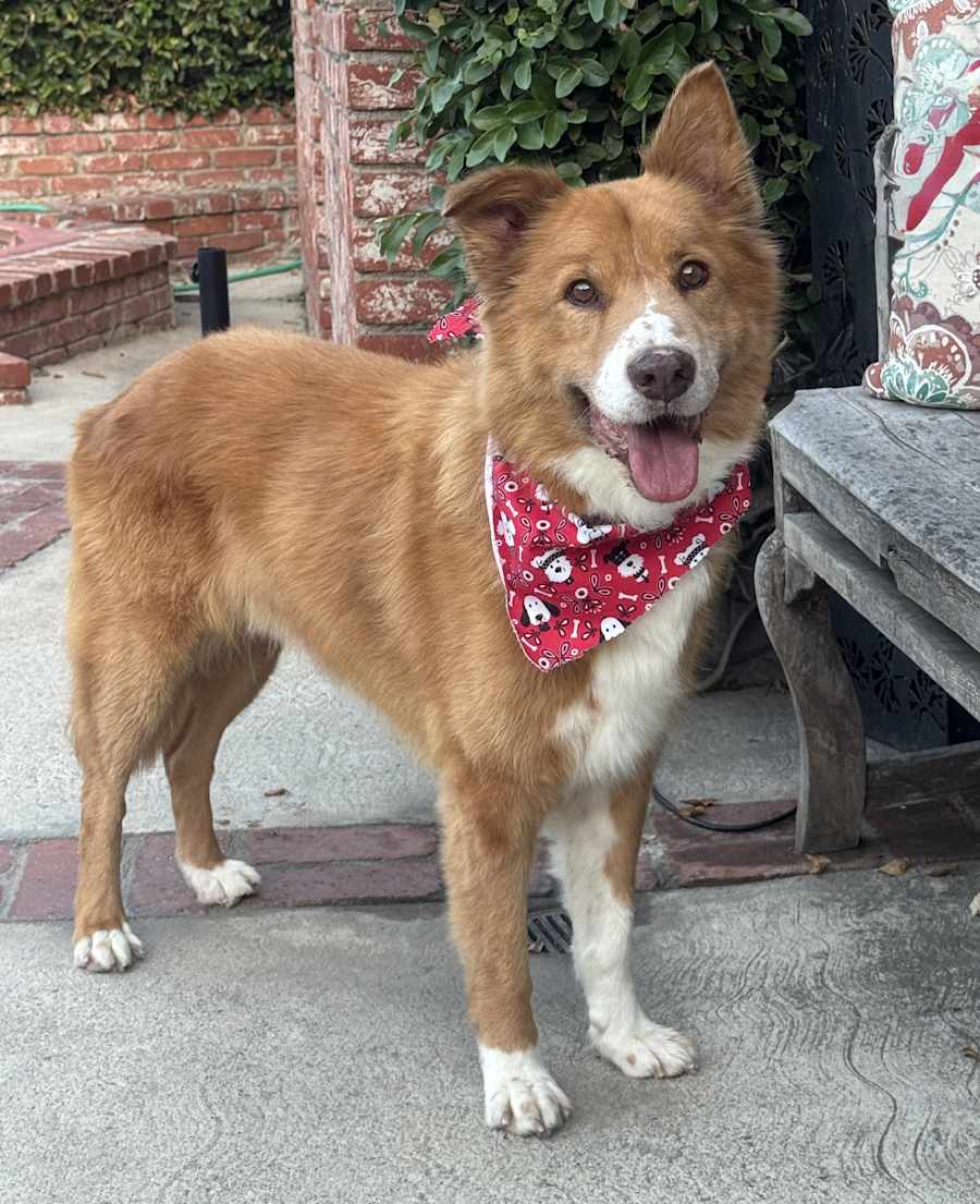 Atticus, Mixed breed