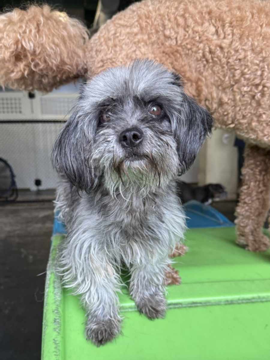 Lilah, Poodle (Standard)/Jack Russell Terrier