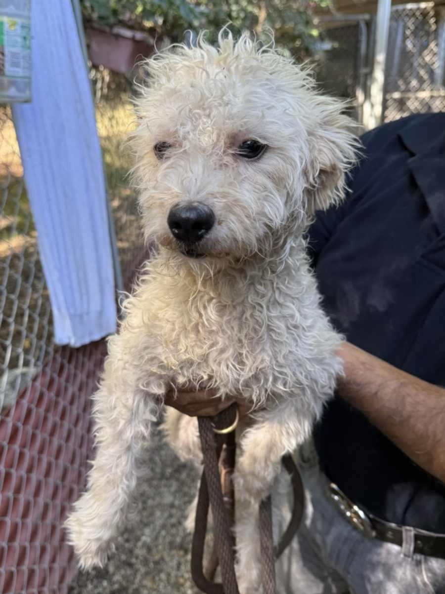 Francine, Poodle (Miniature)/Jack Russell Terrier