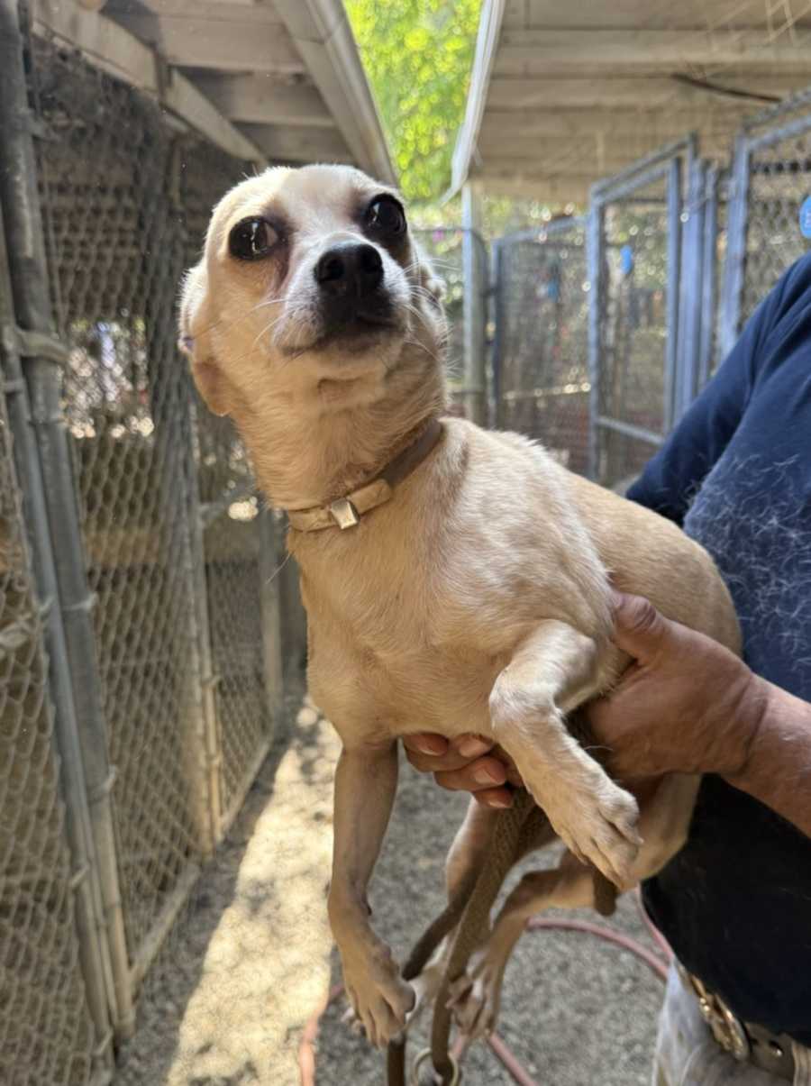 Blonde, Chihuahua/Jack Russell Terrier
