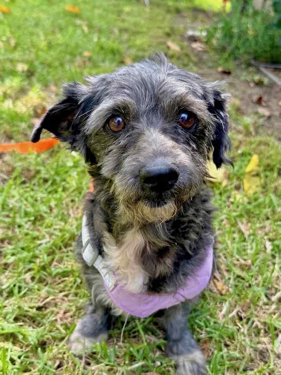 Charley, Mixed Breed (Small)