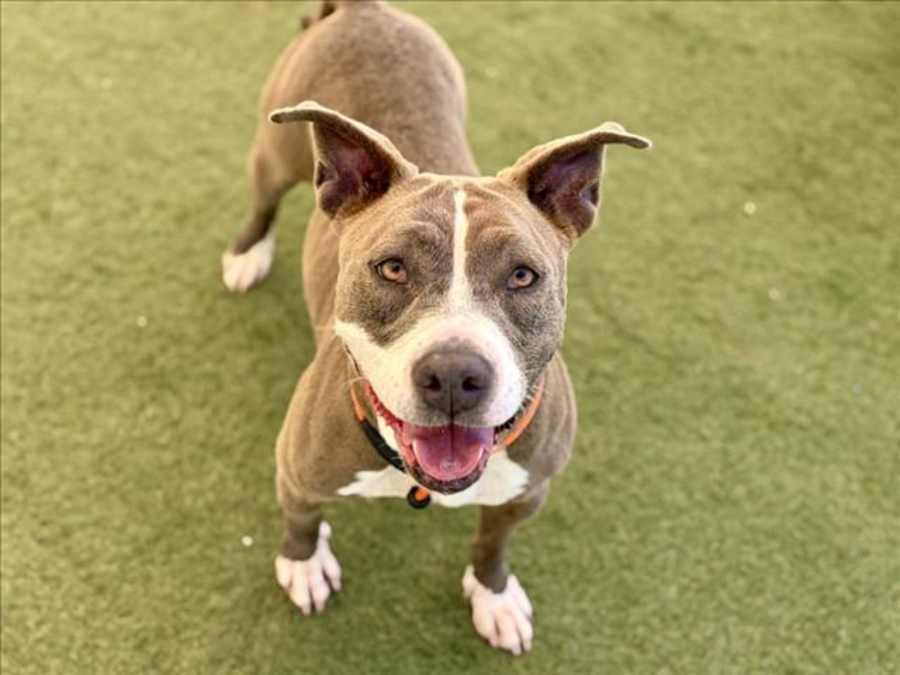 JAZZY, American Pit Bull Terrier