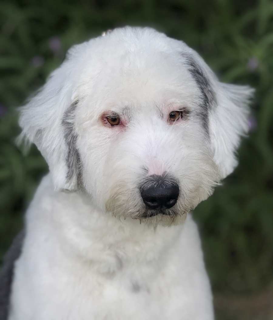 Barnaby, Old English Sheepdog