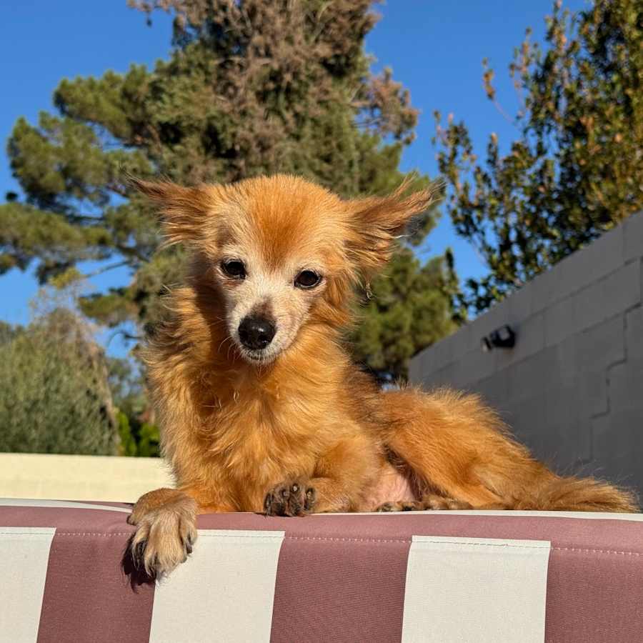 Snail, Chihuahua/Pomeranian