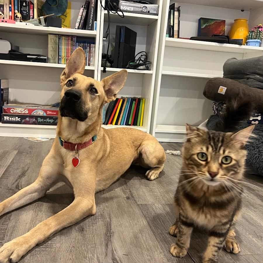 Baby Driver is good with cats, German Shepherd Dog/Cardigan Welsh Corgi