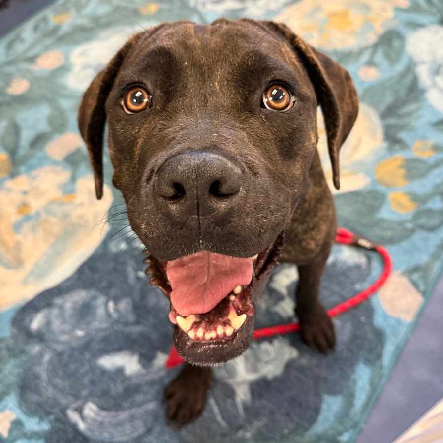 Nutella, Cane Corso