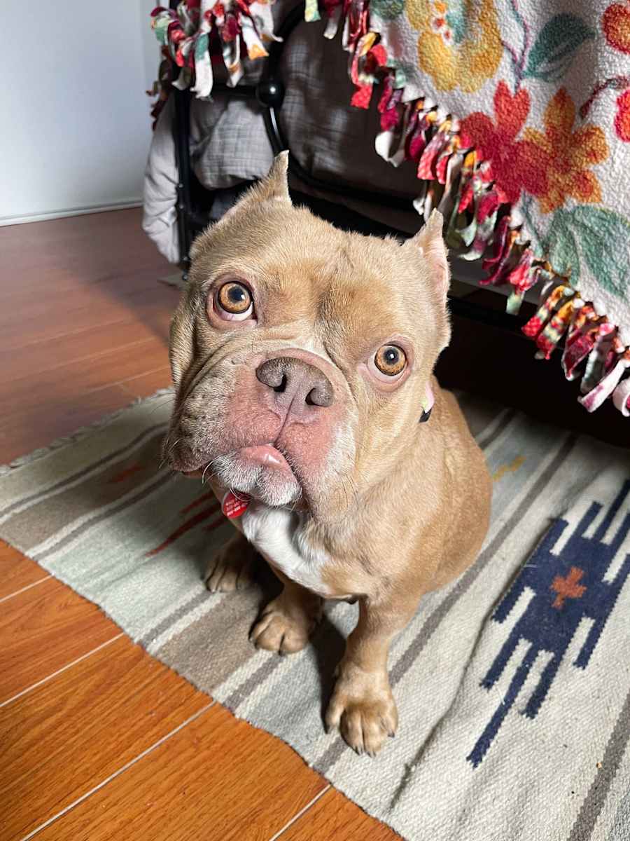 Sassy, Bulldog/Mixed Breed (Medium)