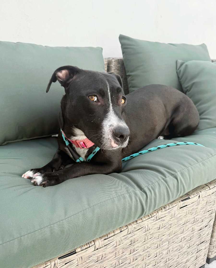 Sally, Mixed Breed (Medium)