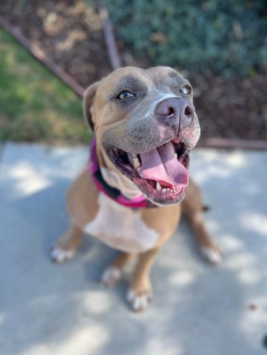 Sable, Mixed Breed (Large)