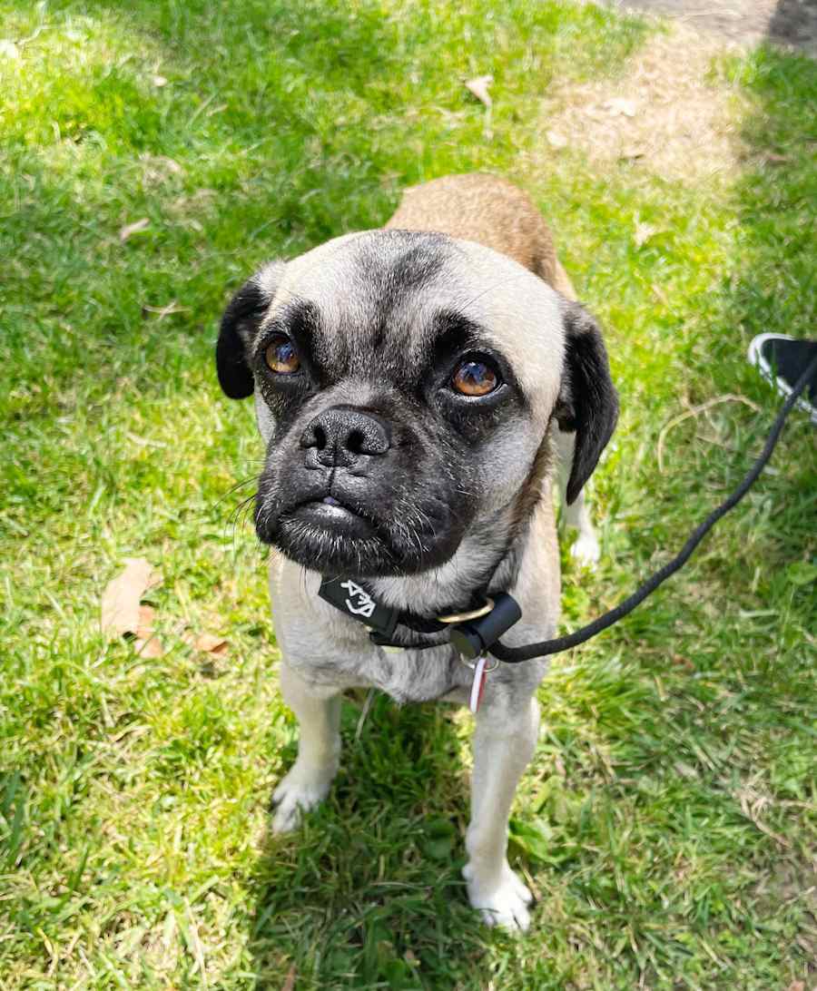 Wabi, Pug/Mixed Breed (Small)