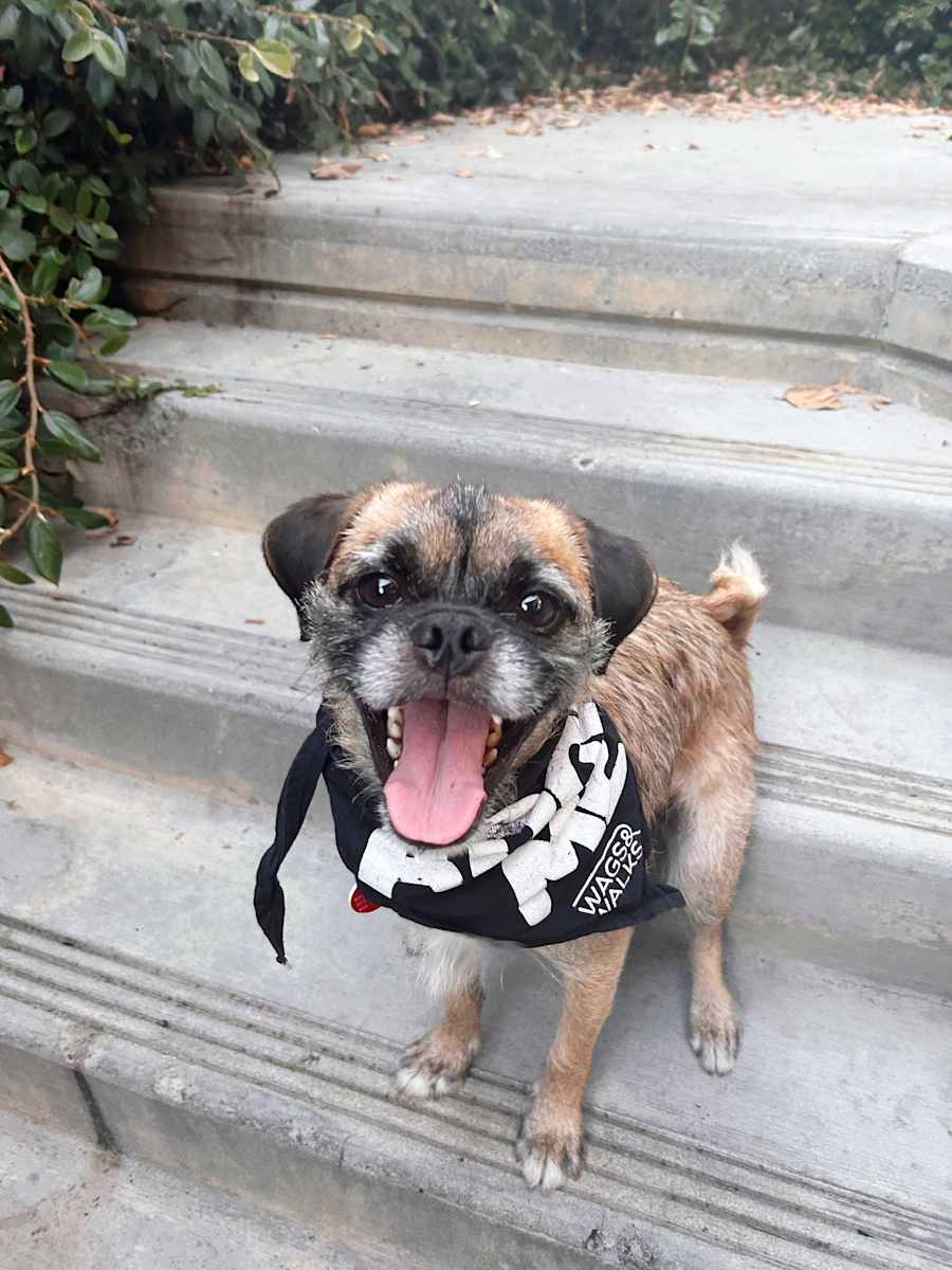 Ramone, Mixed breed