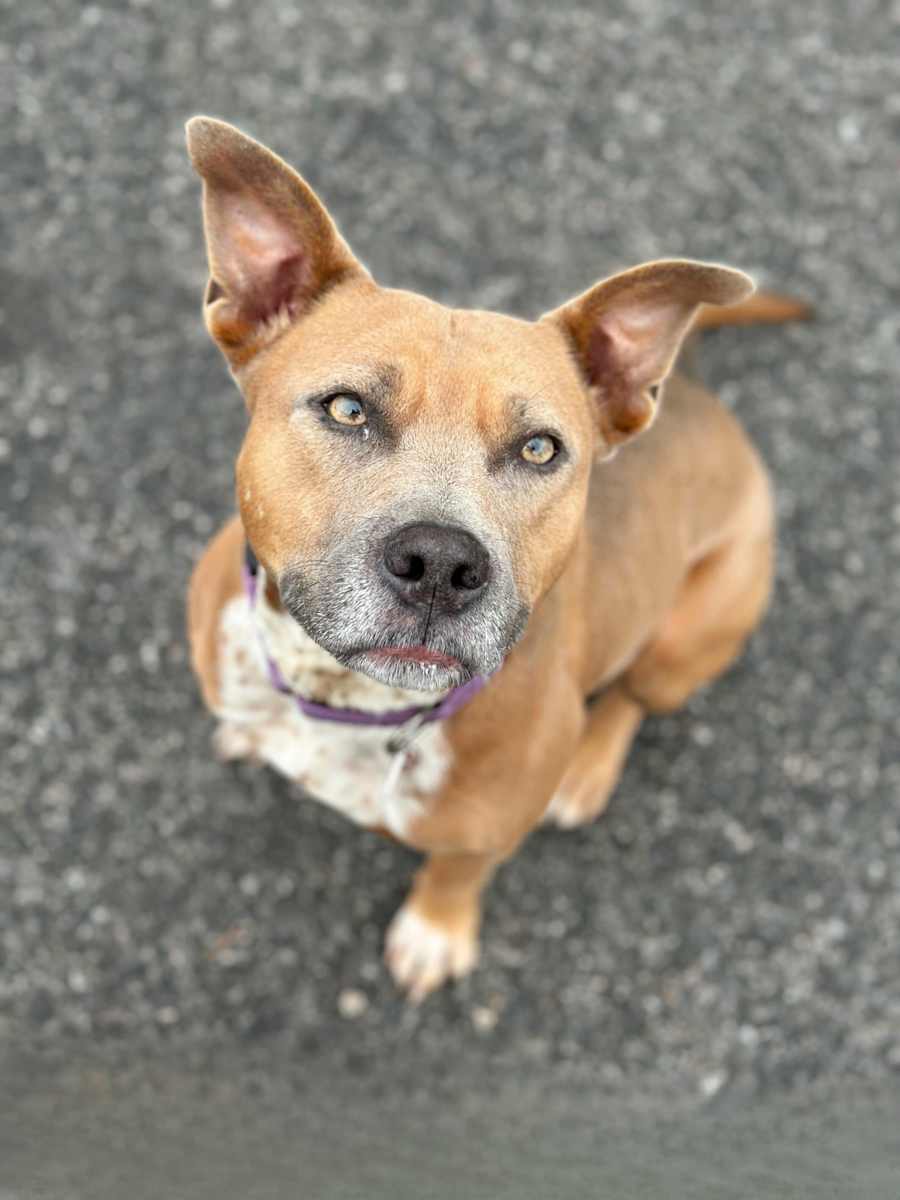 Moxie, Mixed Breed (Medium)