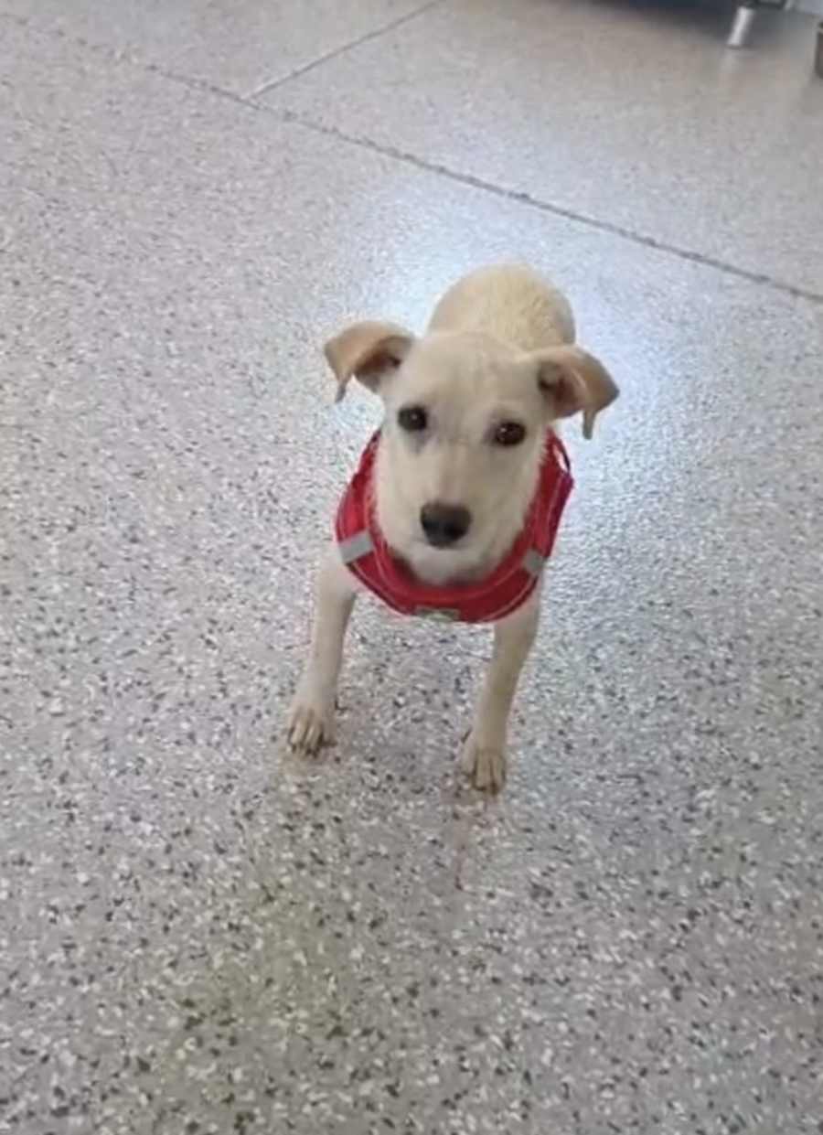 Bianca *FOSTER / FOSTER TO ADOPT*