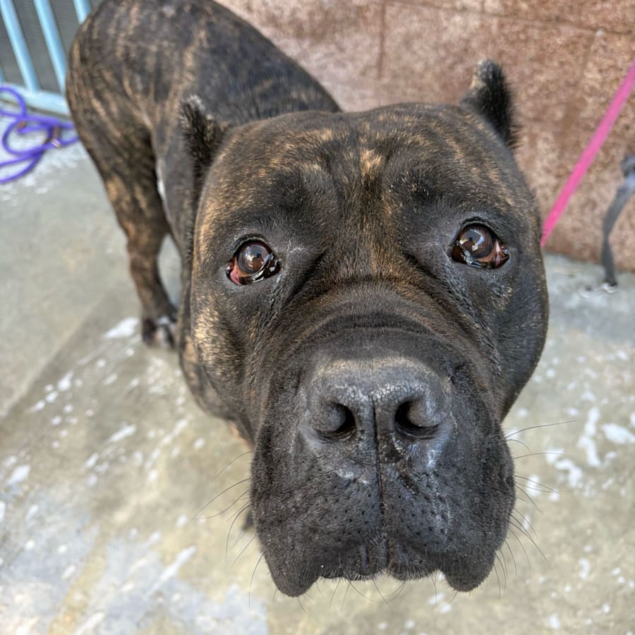 Nino, Cane Corso
