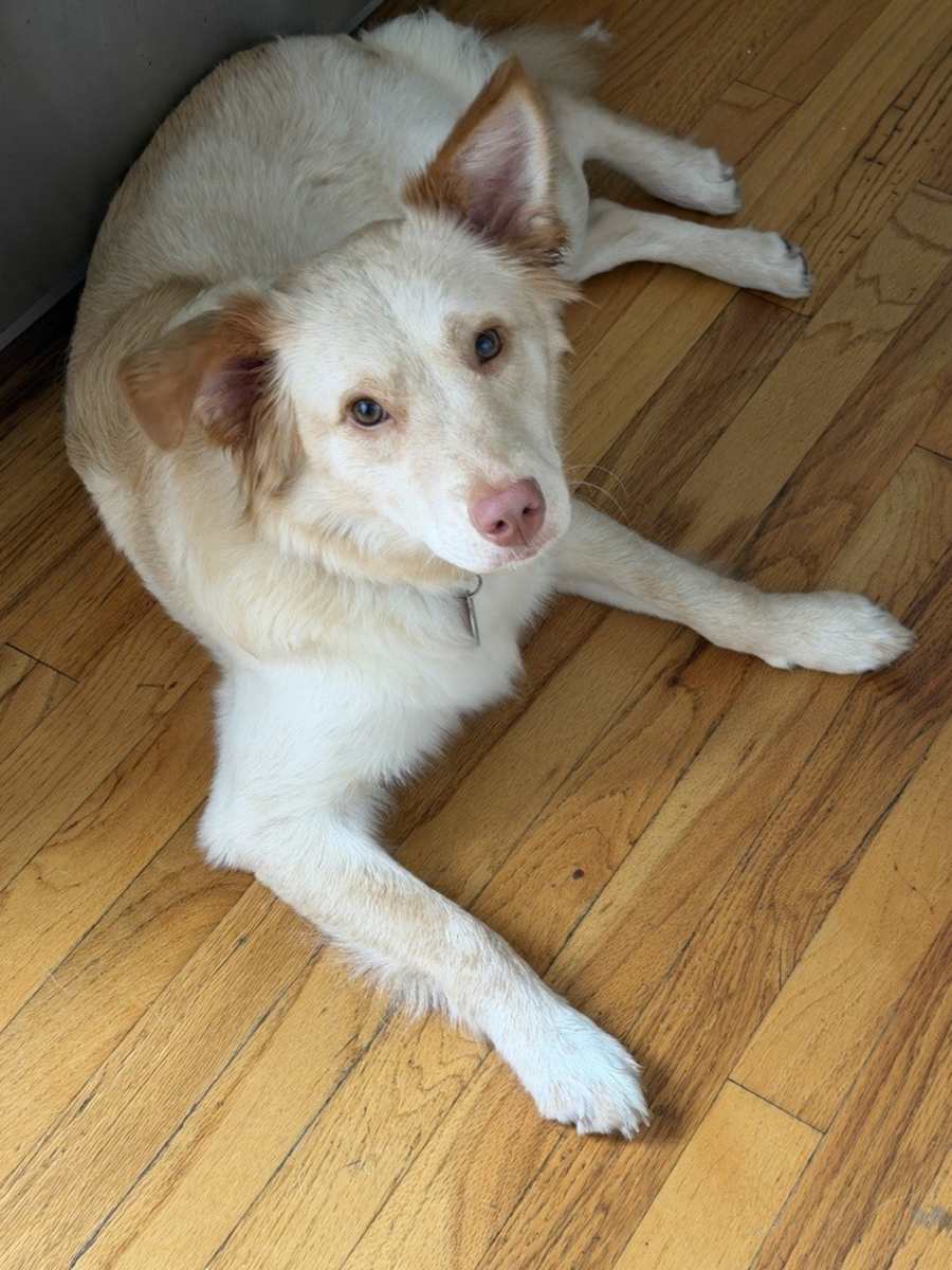 Dani