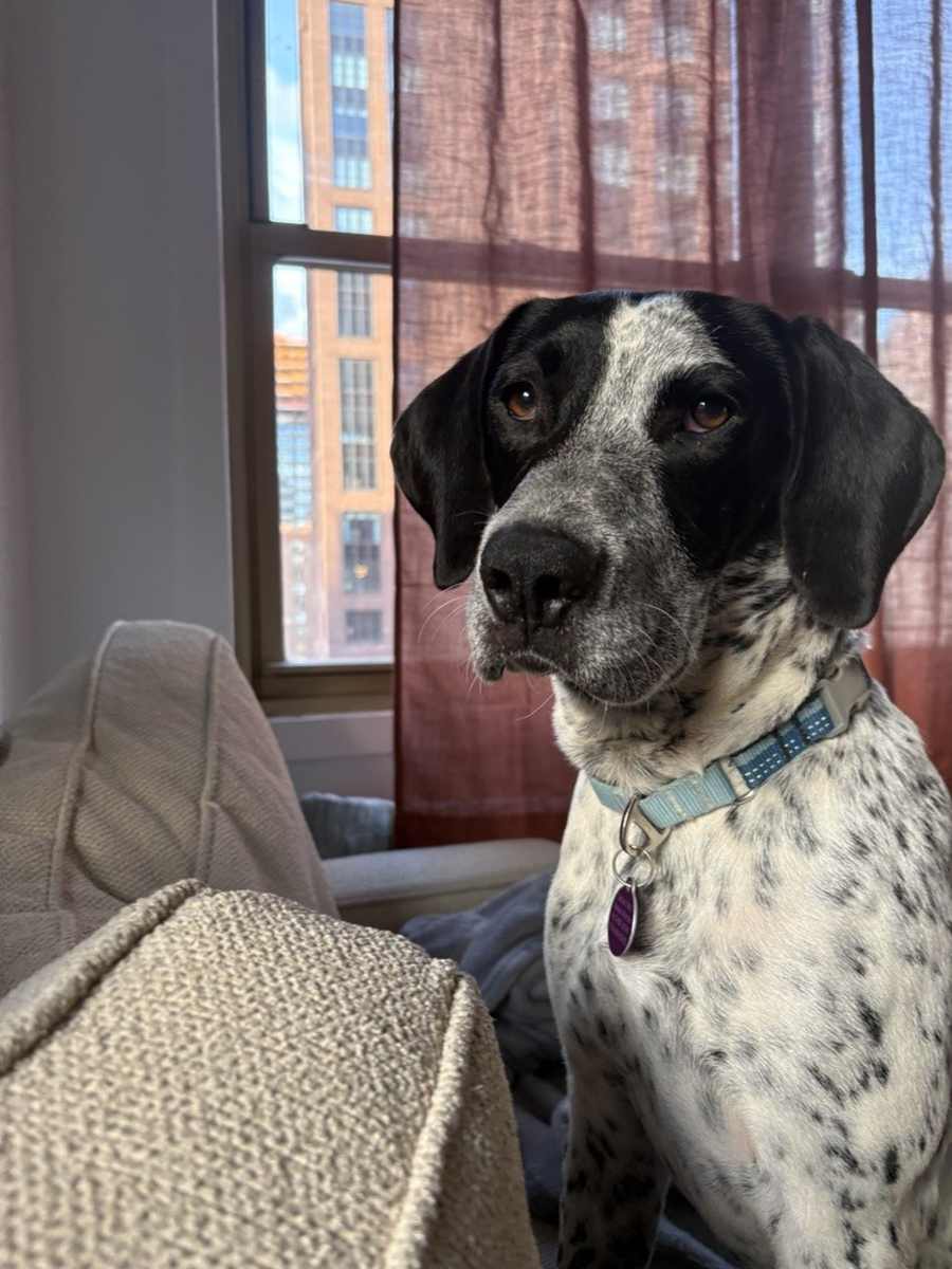 Spot