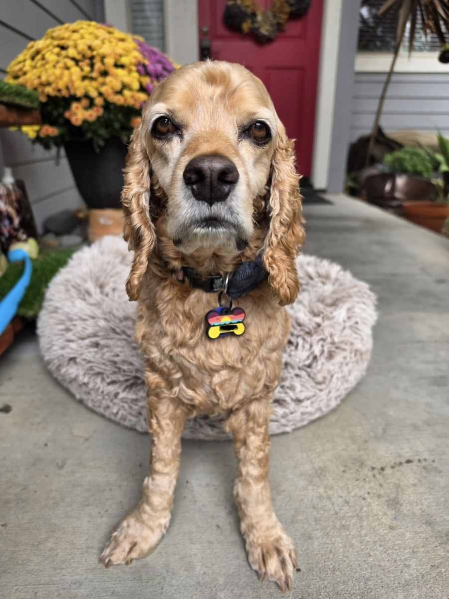 Hero, Cocker Spaniel