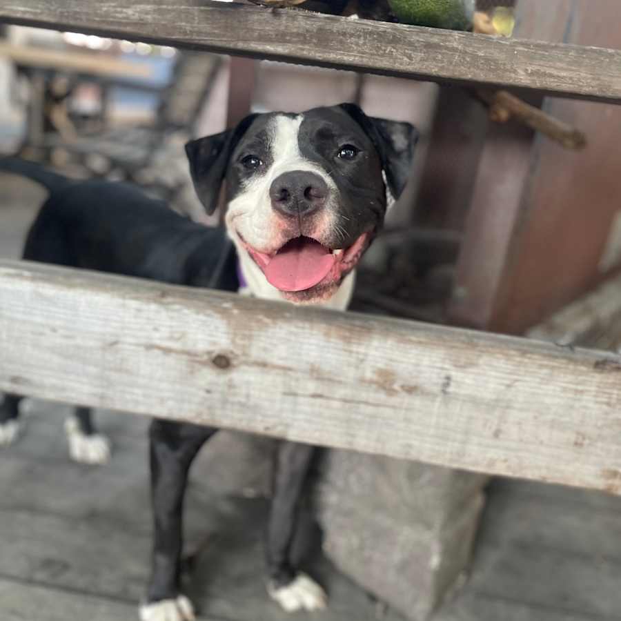 Lenny, American Pit Bull Terrier