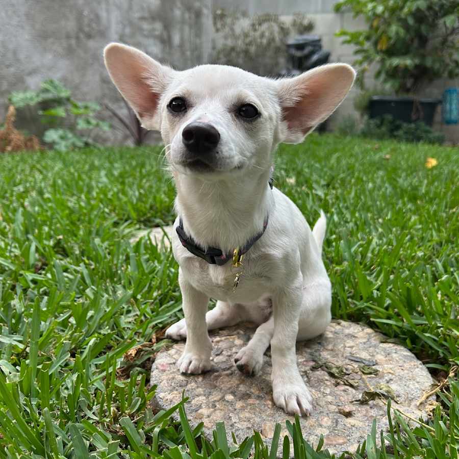 Maple