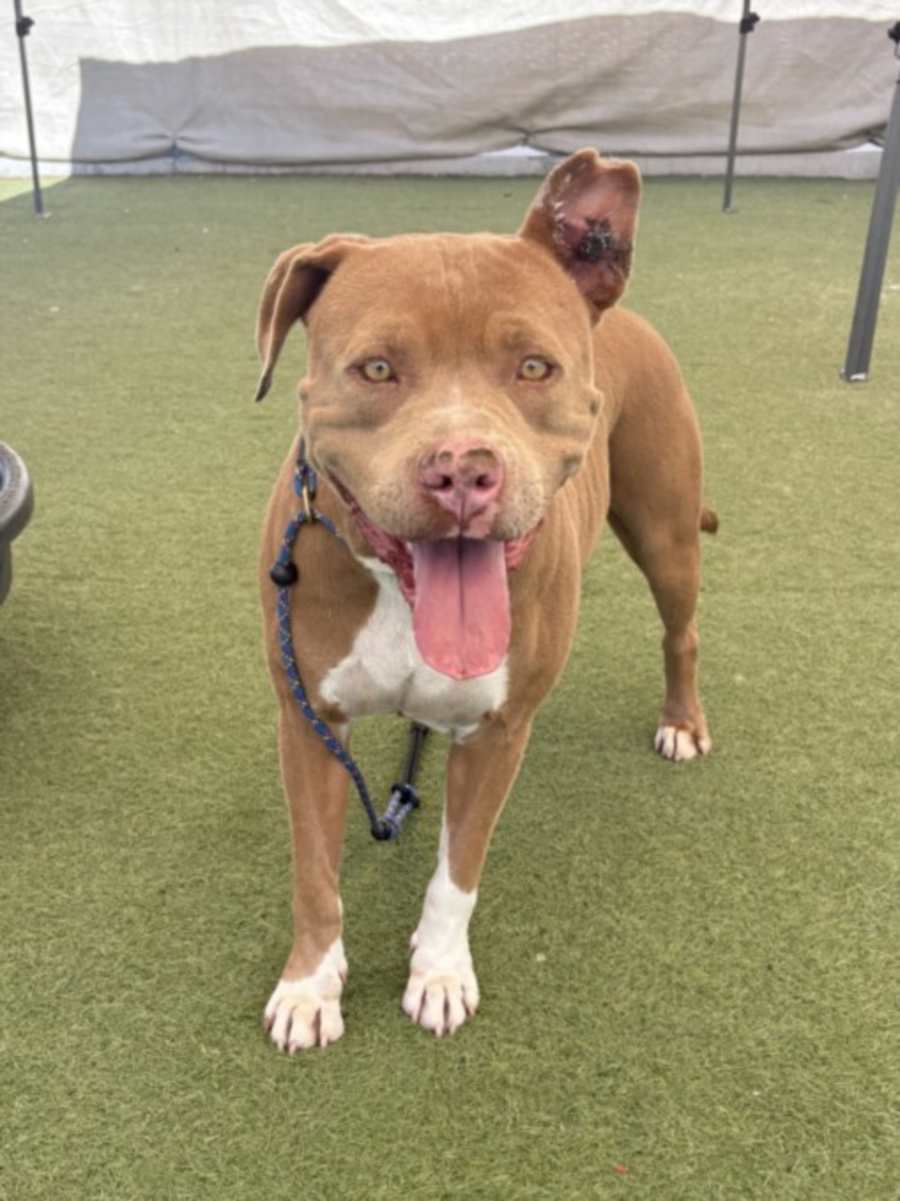 IVY, American Pit Bull Terrier