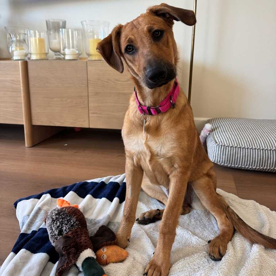 Nellie, Labrador Retriever/Golden Retriever