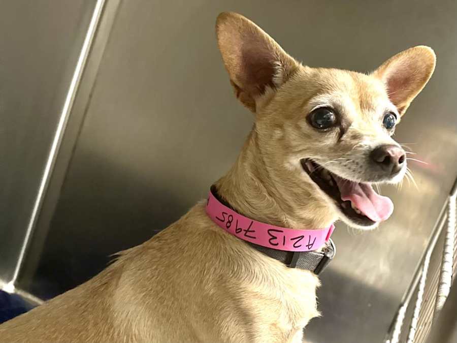 PETITE, Chihuahua