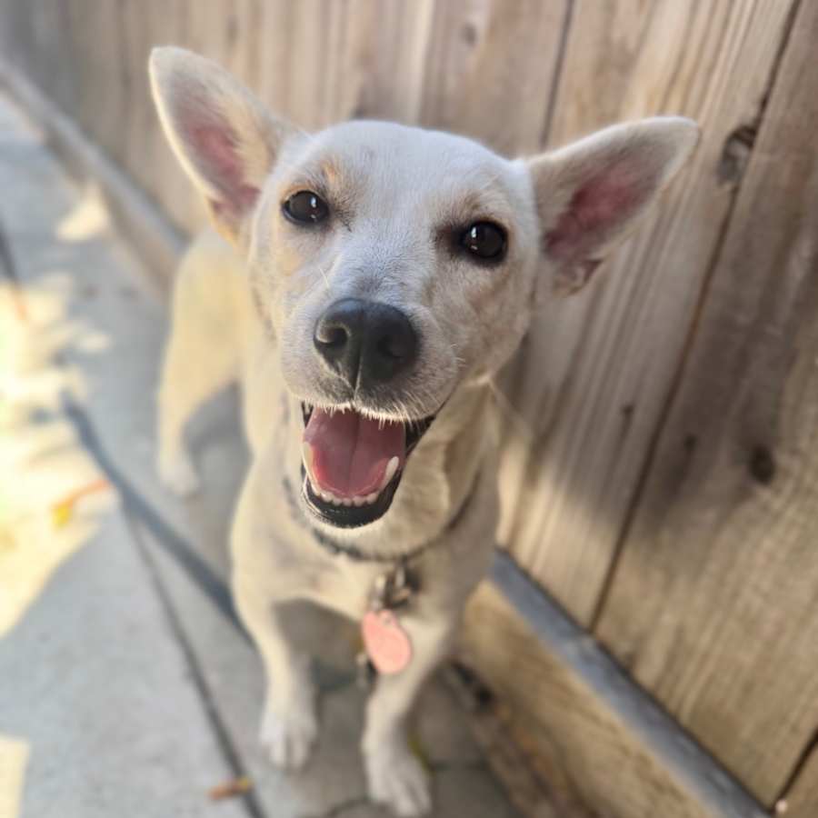 Puddleduck, Chihuahua/Miniature Dachshund