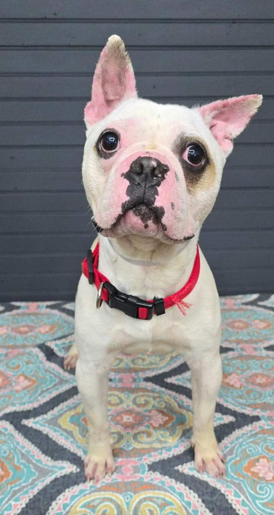 Jagger, French Bulldog/Boston Terrier