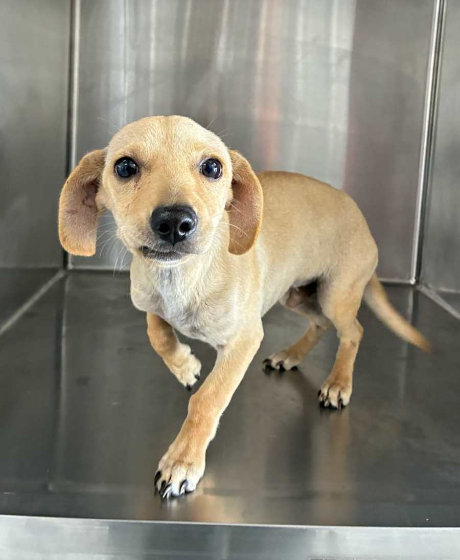 Sam, Chihuahua/Jack Russell Terrier