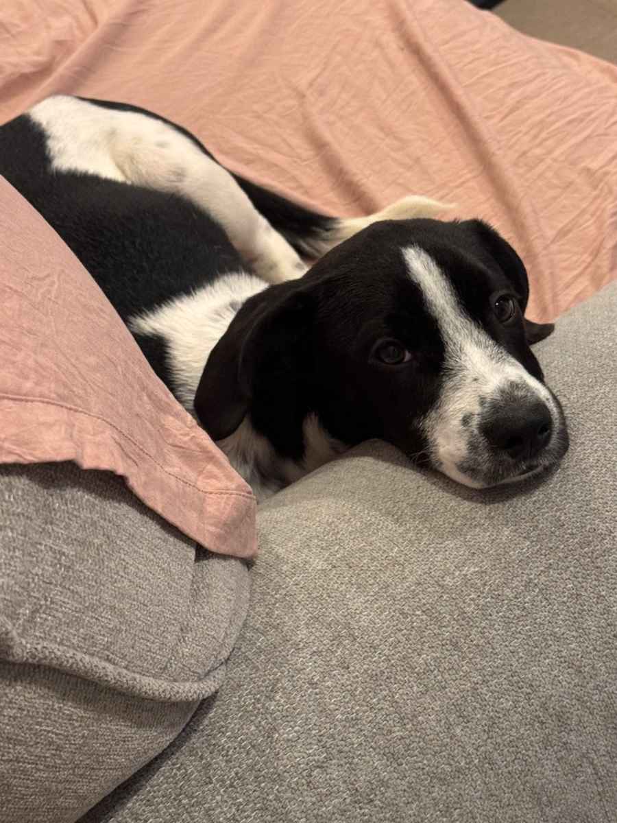 Chance, Pointer/Labrador Retriever