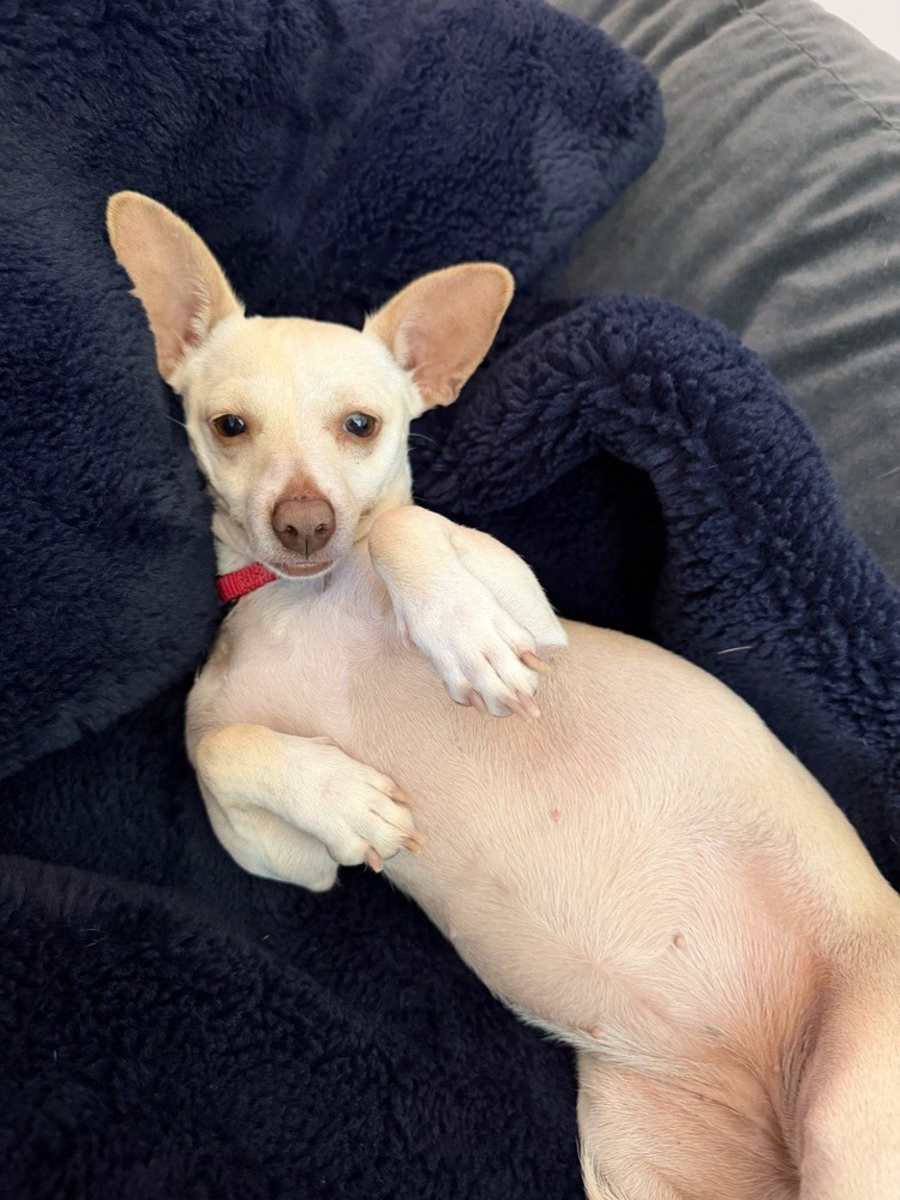 Bianca