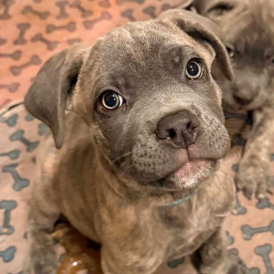Lampone, Cane Corso