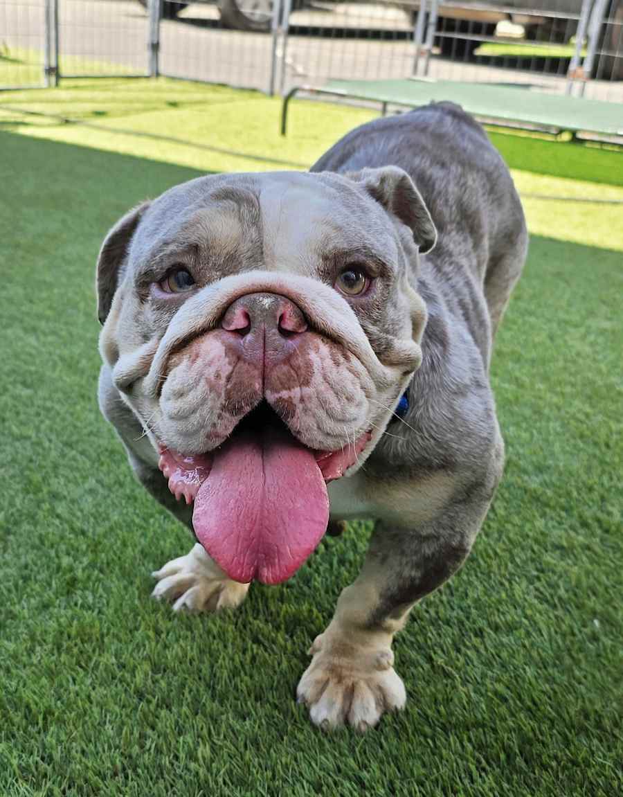 Helga, English Bulldog