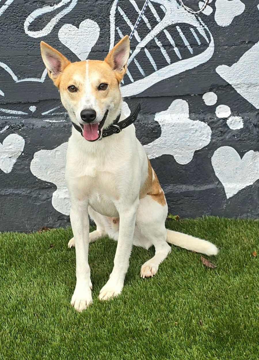 Goose, Jack Russell Terrier/Cattle Dog
