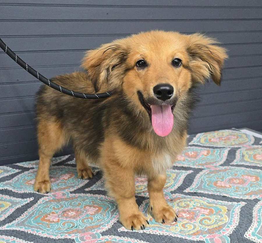 Dobie, Dachshund/Sheltie, Shetland Sheepdog