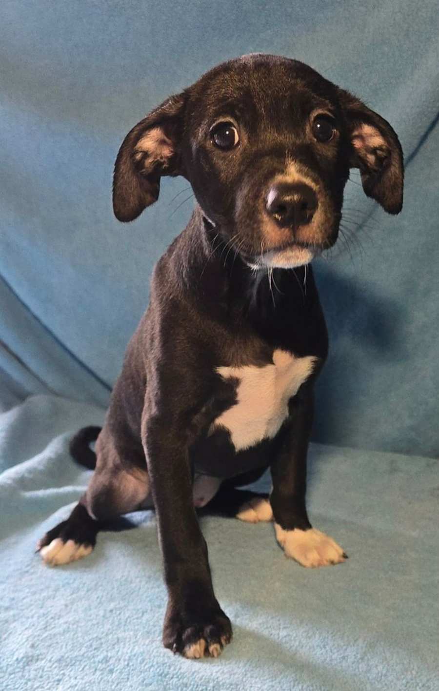 Angelica, Pit Bull Terrier/Labrador Retriever