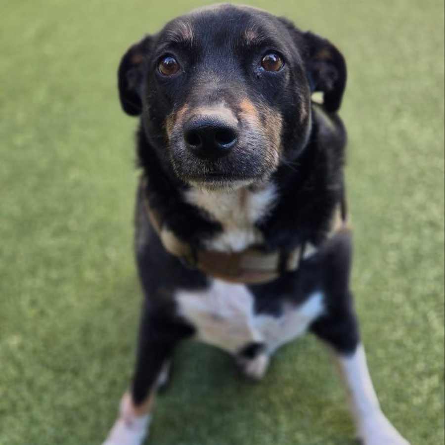 Athena Mae, Mixed Breed (Medium)