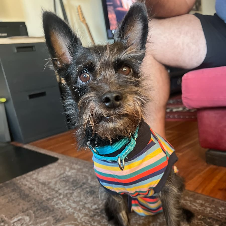 Scottie